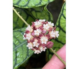 Hoya Callistophylla – O Operă de Artă Naturală pentru Pasionații de Plante Rare
