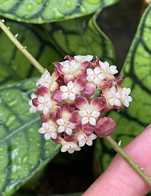 Hoya Callistophylla – O Operă de Artă Naturală pentru Pasionații de Plante Rare Hoya Callistophylla – O Operă de Artă Naturală pentru Pasionații de Plante Rare