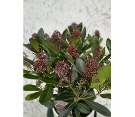 Skimmia japoneză (Skimmia japonica) la ghiveci – liliac japonez, 50 cm