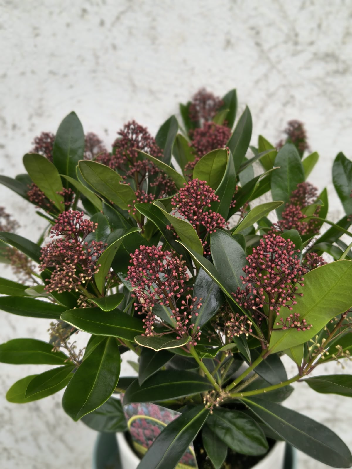 Skimmia japoneză (Skimmia japonica) la ghiveci – liliac japonez, 50 cm Skimmia japoneză (Skimmia japonica) la ghiveci – liliac japonez, 50 cm