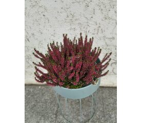 Calluna vulgaris la ghiveci – Iarbă neagră ornamentală, 25 cm