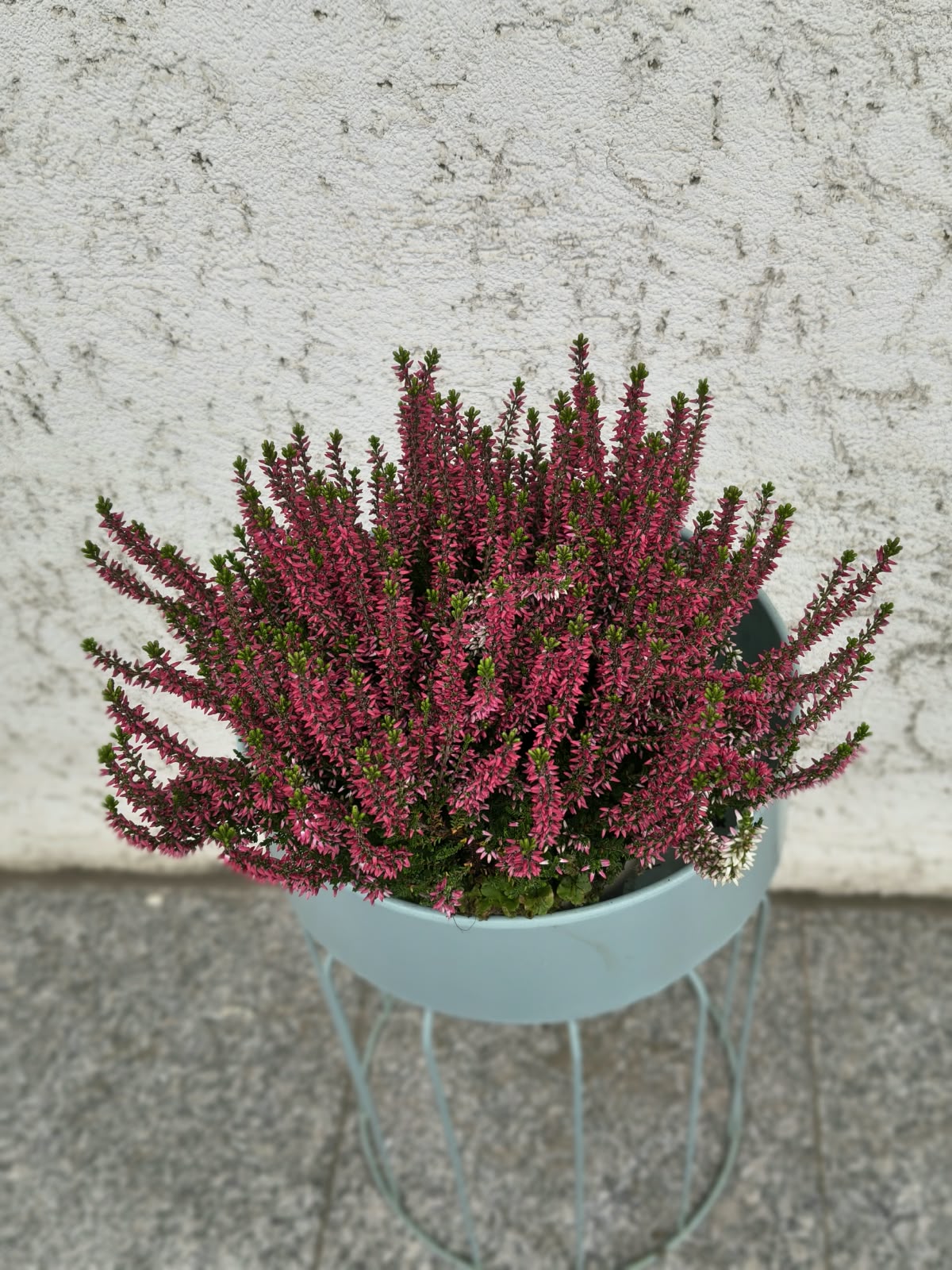 Calluna vulgaris la ghiveci – Iarbă neagră ornamentală, 25 cm Calluna vulgaris la ghiveci – Iarbă neagră ornamentală, 25 cm