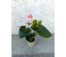 Anthurium Mix de Culori – Eleganță Exotică și Culoare de Lungă Durată