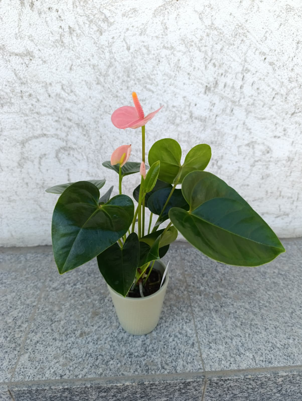 Anthurium Mix de Culori – Eleganță Exotică și Culoare de Lungă Durată Anthurium Mix de Culori – Eleganță Exotică și Culoare de Lungă Durată