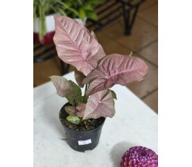 Syngonium Neon – Eleganță Roz-Pastel și Versatilitate în Format Compact