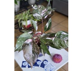 Philodendron Pink Princess Marble – O Rară Capodoperă Botanică cu Variegație Marmorată