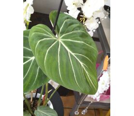 Philodendron Gloriosum 'Zebra' – Contrast Hipnotizant și Frunziș Catifelat de Colecție
