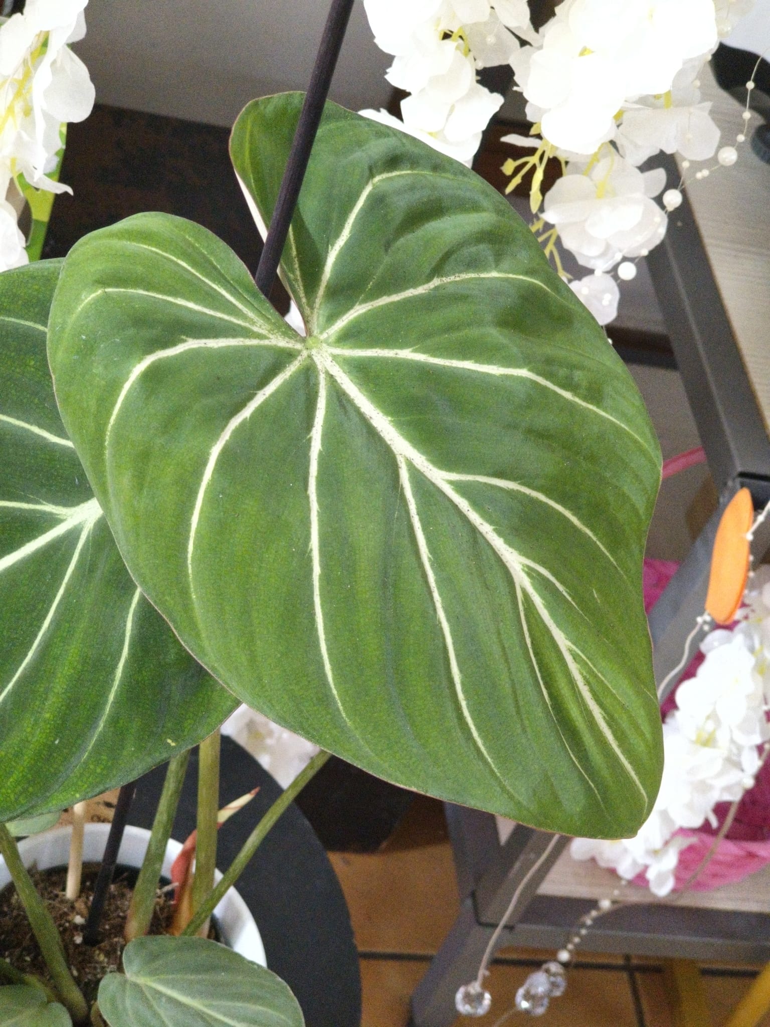 Philodendron Gloriosum ‘Zebra’ – Contrast Hipnotizant și Frunziș Catifelat de Colecție Philodendron Gloriosum ‘Zebra’ – Contrast Hipnotizant și Frunziș Catifelat de Colecție