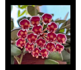 Hoya burtoniae Variegata – O Bijuterie Botanică Rară pentru Colecționari