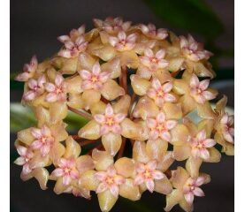 Hoya Fitchii – Planta exotică cu frunze decorative și flori spectaculoase