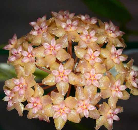 Hoya Fitchii – Planta exotică cu frunze decorative și flori spectaculoase Hoya Fitchii – Planta exotică cu frunze decorative și flori spectaculoase