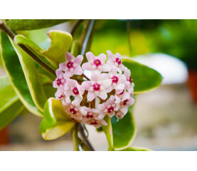 Hoya Krimson Queen – Eleganța Regală a Frunzelor Variegate Curgătoare