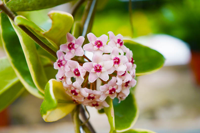 Hoya Krimson Queen – Eleganța Regală a Frunzelor Variegate Curgătoare Hoya Krimson Queen – Eleganța Regală a Frunzelor Variegate Curgătoare