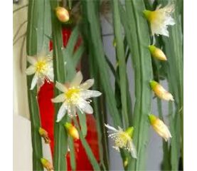Lepismium bolivianum – cactus epifit elegant, ideal pentru decor modern și urban jungle