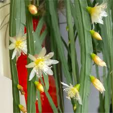Lepismium bolivianum – cactus epifit elegant, ideal pentru decor modern și urban jungle Lepismium bolivianum – cactus epifit elegant, ideal pentru decor modern și urban jungle