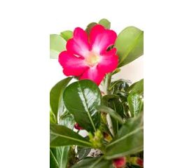 Adenium obesum ‘Anouk Red’ – Trandafirul deșertului cu flori spectaculoase