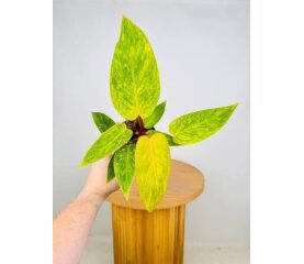 Philodendron Painted Lady-nu este o planta obisnuita, ci o opera de arta
