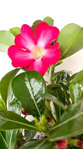 Adenium obesum ‘Anouk Red’ – Trandafirul deșertului cu flori spectaculoase Adenium obesum ‘Anouk Red’ – Trandafirul deșertului cu flori spectaculoase