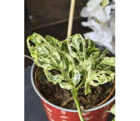 Monstera adansonii Frozen Freckles – Eleganță Mint-Gheață și Variegație Rară de Colecție