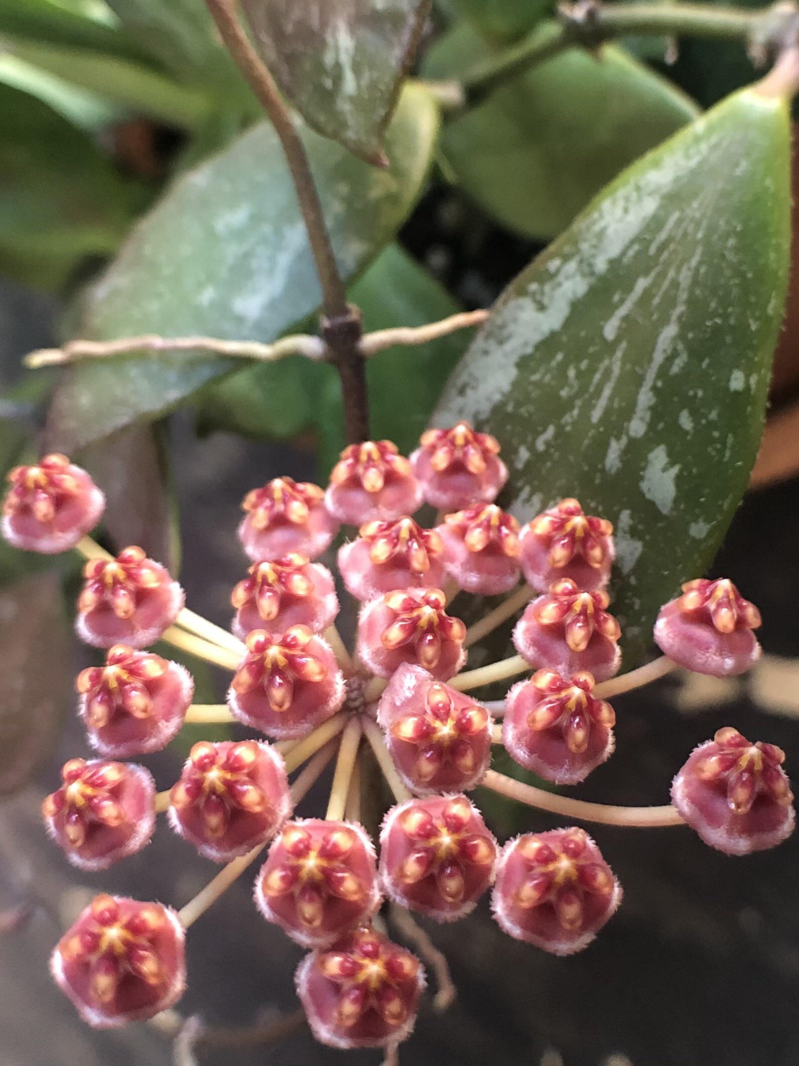 Hoya memoria ‘Gracilis’ – plantă curgătoare exotică cu frunziș decorativ și flori parfumate Hoya memoria ‘Gracilis’ – plantă curgătoare exotică cu frunziș decorativ și flori parfumate