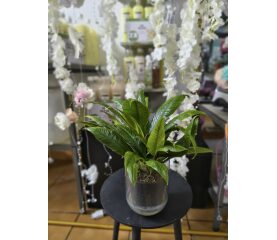 Philodendron campii 'Lynette' – Structură Arhitecturală și Frunze Gofrate Spectaculoase