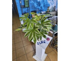 Fatsia Japonica 'Spiderweb' Variegata – O Piesă Centrală Botanică de Excepție