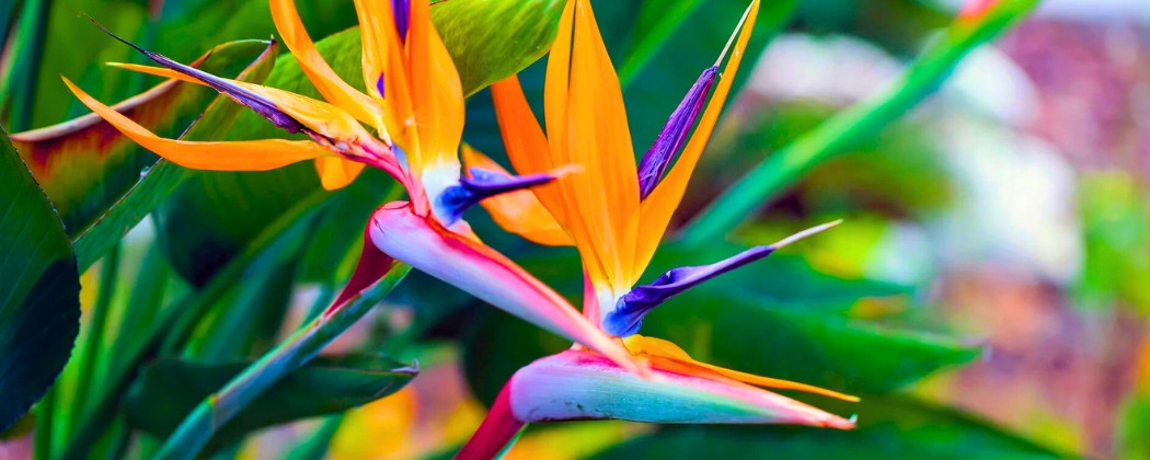 Strelitzia reginae (Pasărea Paradisului) – plantă exotică cu flori spectaculoase Strelitzia reginae (Pasărea Paradisului) – plantă exotică cu flori spectaculoase