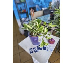 Epipremnum N'Joy – Prospețime Luminos-Variegată și Ușurință în Îngrijire