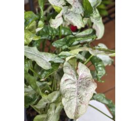 Syngonium Milk Confetti – Un Spectacol Pastelat și O Bijuterie Botanică de Colecție