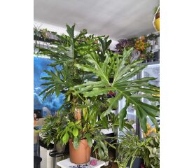 Philodendron Mix (Selloum & Pedatum) 130 cm – Declarația Tropicală Supremă pentru Casa Ta