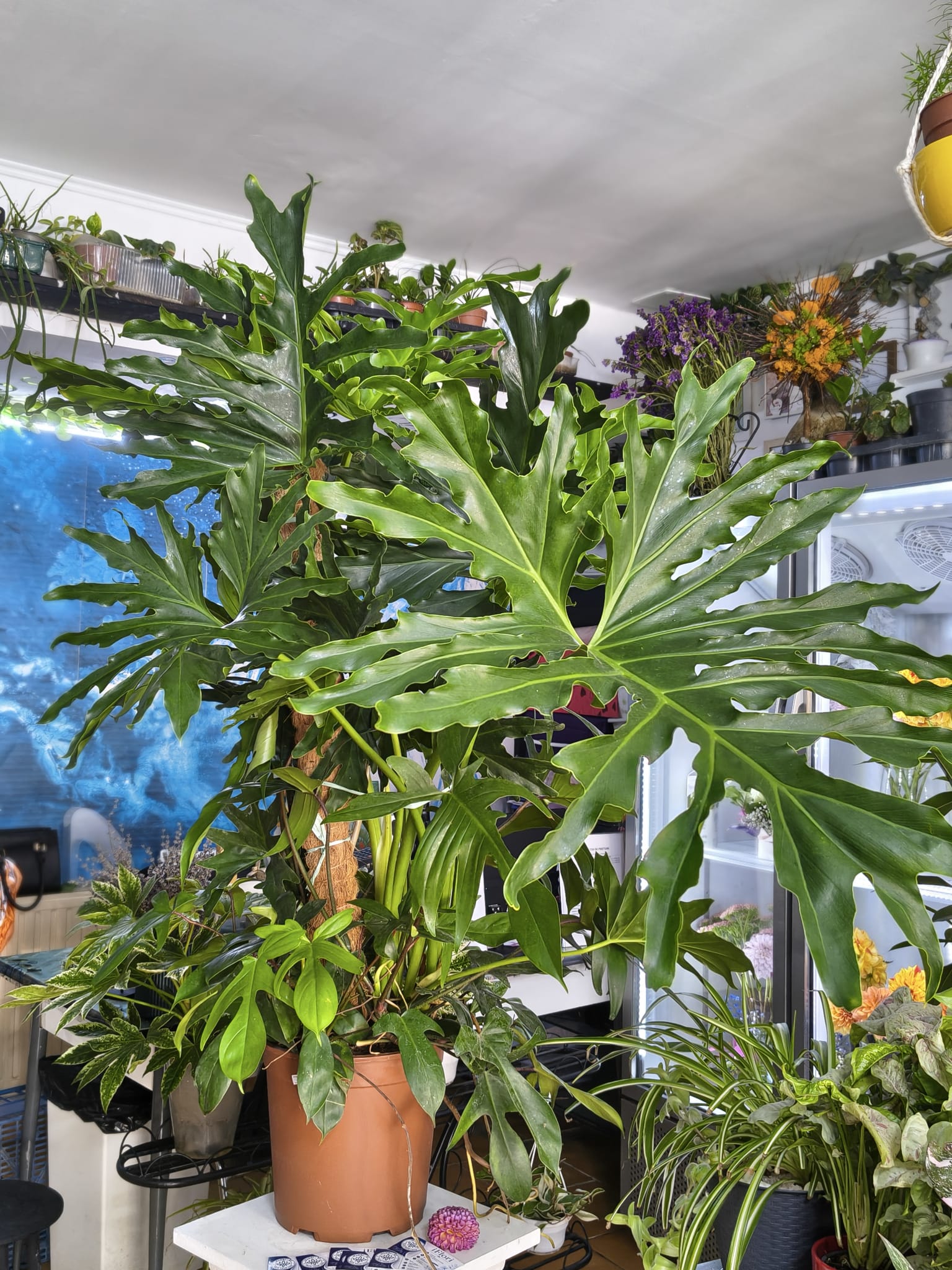 Philodendron Mix (Selloum & Pedatum) 130 cm – Declarația Tropicală Supremă pentru Casa Ta Philodendron Mix (Selloum & Pedatum) 130 cm – Declarația Tropicală Supremă pentru Casa Ta