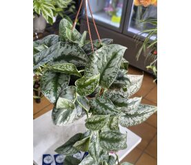 Scindapsus pictus 'Trebie' – Eleganta Satinată și Luxuriantă a Frunzelor Argintii
